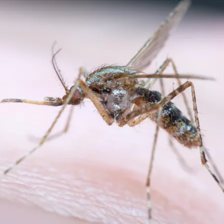 Perú y Brasil: el dengue acelera y deja una pregunta en toda la región