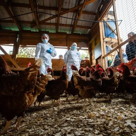 China frenó el pollo chileno y Argentina mira una ventana para exportar más