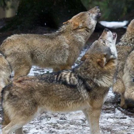 Italia investiga la muerte de 18 lobos en un parque nacional