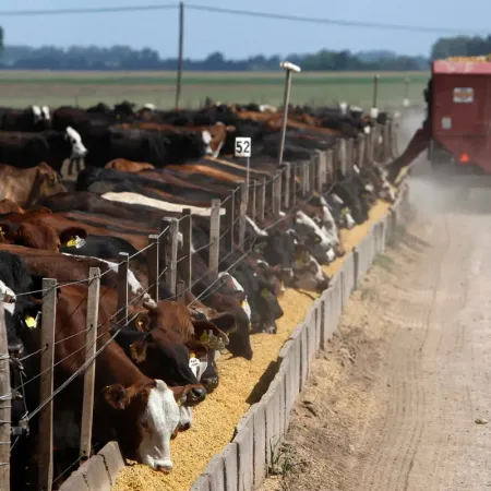Federico Storni seguirá al frente de la Cámara Argentina de Feedlots