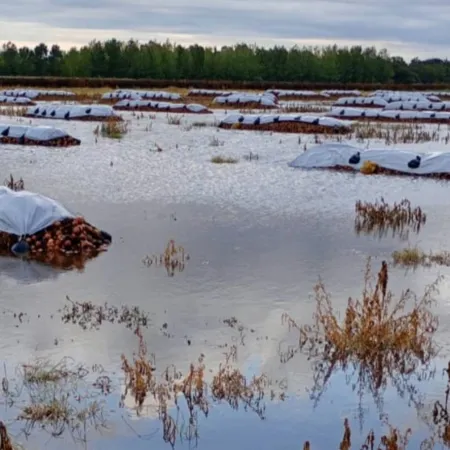 Alarma por la cebolla: miles de hectáreas quedaron bajo el agua en Villarino