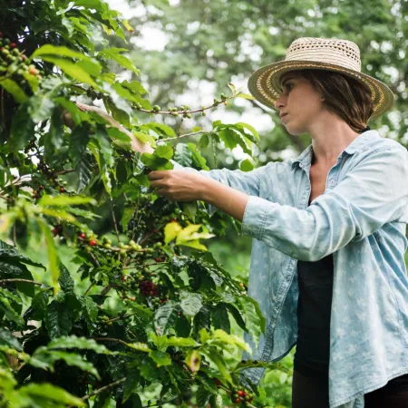 Tu café de todos los días podría costar más por el golpe al cultivo en Latinoamérica