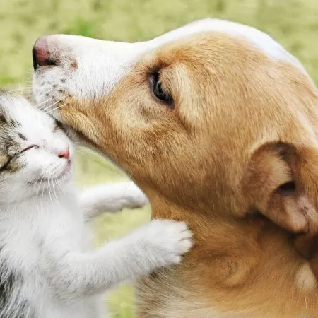 Día del Animal: la historia argentina detrás de una fecha con sello propio