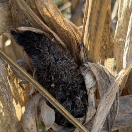 AAPRESID encendió una alerta en maíz: qué está pasando en Córdoba