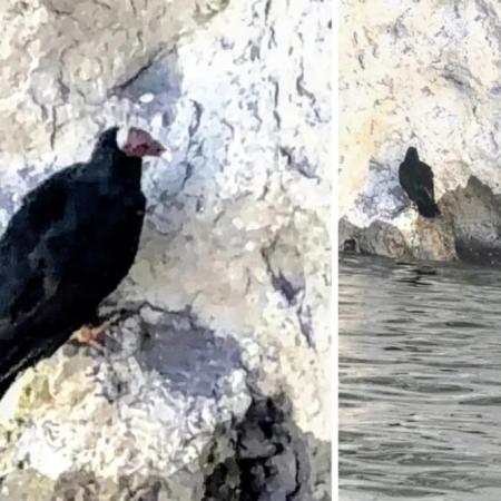 Mendoza: fueron por un cóndor y descubrieron otra ave en San Rafael