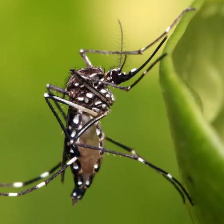 Fundación Huésped estudia la vacuna contra el dengue en mayores de 60 años