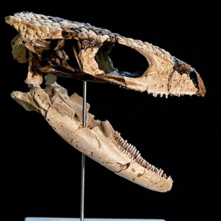 Hallazgo histórico en la Patagonia: descubren un reptil de 70 millones de años