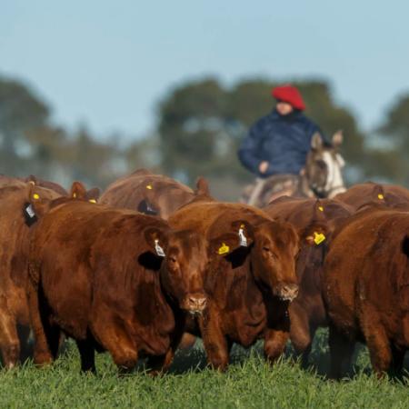 Ganadería argentina: menos animales y un dato que ya presiona a la carne