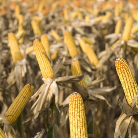 Maíz argentino: la BCR anticipa un récord que depende de Brasil y EE.UU.