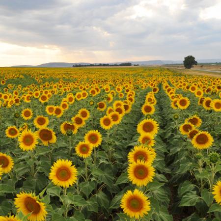 Cuáles serán los ejes del congreso del girasol que ASAGIR organiza en Mar del Plata