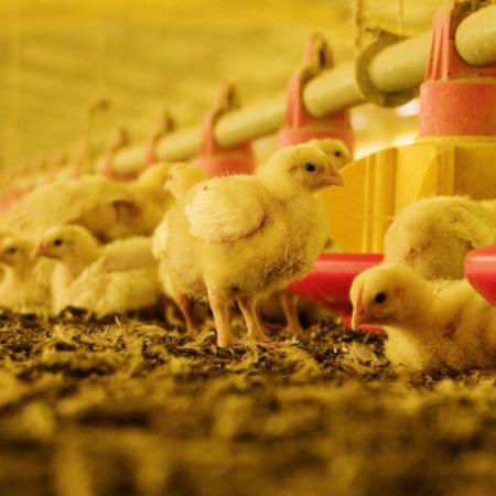 SENASA confirmó ante la OMSA que Argentina vuelve a ser libre de influenza aviar