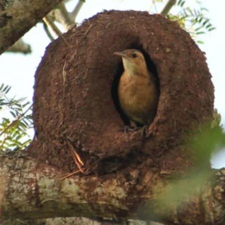 ¿Horneros zurdos o diestros? La fascinante teoría sobre el ave nacional