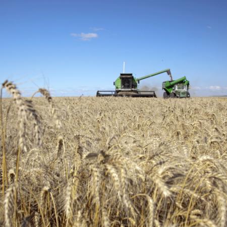 Según la BCR, el trigo 2026/27 enfrenta un salto de costos por urea y gasoil