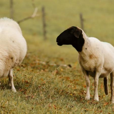 SENASA confirmó scrapie en ovinos importados: que pasará con las exportaciones