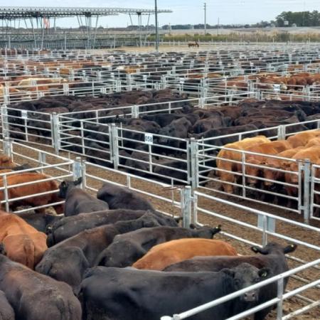 ROSGAN explicó la baja en los precios de hacienda: la calle no convalida más subas