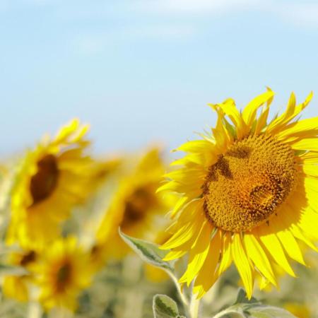 Qué pidió la cadena del girasol en el Congreso de ASAGIR en Mar del Plata