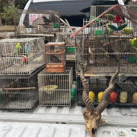 Gendarmería Nacional desarmó una red de fauna ilegal con envíos a varias provincias