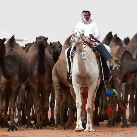 Arabia Saudita apuesta a los camellos: Hail marcó un arranque millonario en la subasta