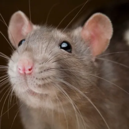 Hantavirus, OMS y Ushuaia: la respuesta del Gobierno que puso en alerta a Tedros
