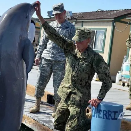 Los delfines militares soviéticos que terminaron en manos de Irán