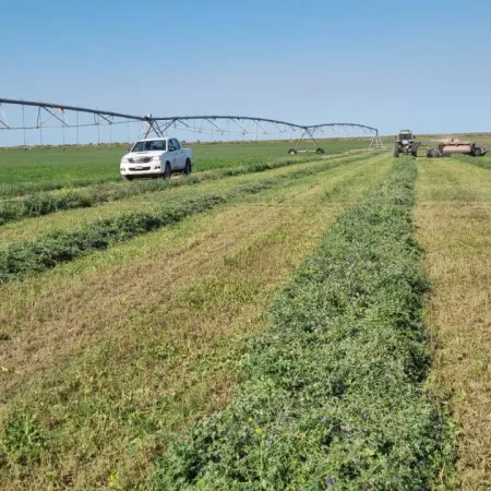 La Pampa abre una nueva puerta exportadora con alfalfa premium hacia Emiratos Arabes