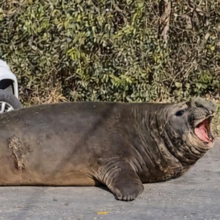 Conmoción en Ensenada: un elefante marino bloqueó el camino a Isla Santiago