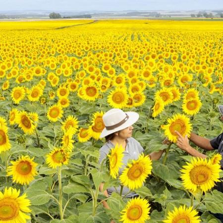 La BCBA estimó que el girasol generará USD 3.304 millones en 2026