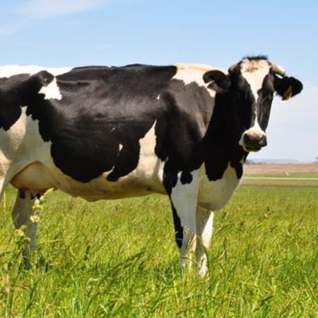 Holando Argentino, remate y negocios: Agroactiva estrena un sector pensado para el tambo
