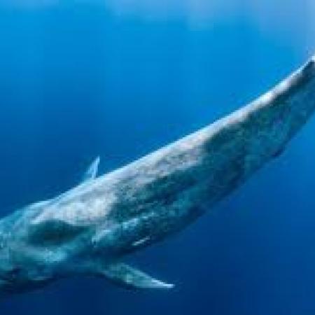 Filman por primera vez a una ballena azul cerca de un bote en Comodoro Rivadavia