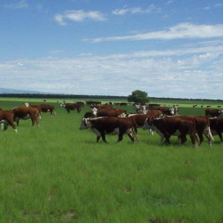 Carne a Europa: cuál es la fecha límite para anotarse en el VISEC