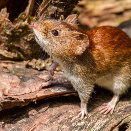 Confirman tres nuevos casos de hantavirus y los contagios ya suman 105