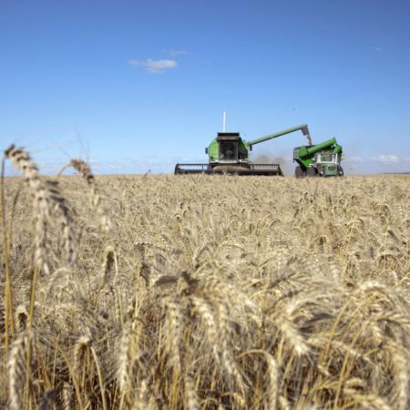 Trigo: cuál es el nuevo cálculo de la BCBA que mira todo el mercado