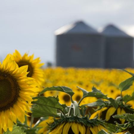 La BCBA confirmó un nuevo salto en los rindes de la cosecha de girasol