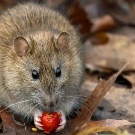 Alerta sanitaria: ya se registran 102 casos de hantavirus en Argentina