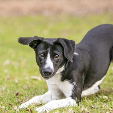 Día del Perro sin Raza: cuidados que no distinguen entre mestizos o de linaje