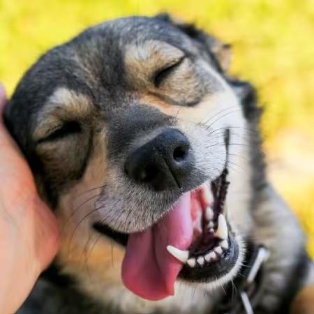 Universidad de Duquesne explica por qué la sonrisa de los perros confunde a todos