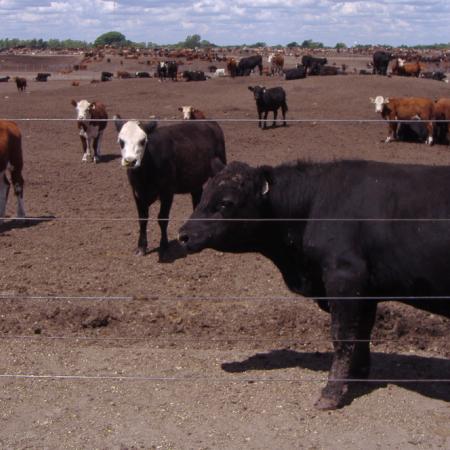 Menos terneros en feedlots: qué puede pasar con el precio en las carnicerías