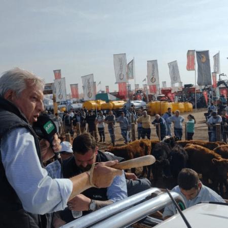 Angus, Hereford y Brangus llegan a AgroActiva con más de 200 cabezas inscriptas