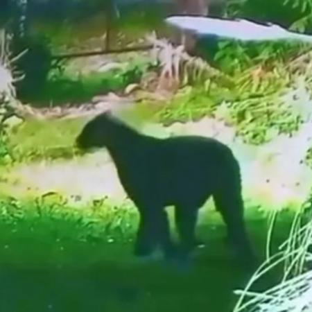 Alerta en Escobar: buscan a un puma suelto en el barrio El Cazador