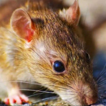 Hantavirus: claves para prevenir contagios y limpiar de forma segura el hogar
