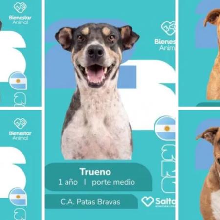 Furor en Salta por el álbum de figuritas: creativa campaña para adoptar mascotas