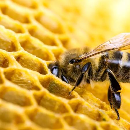 Día Mundial de las Abejas: la clave para cuidar alimentos y economías regionales