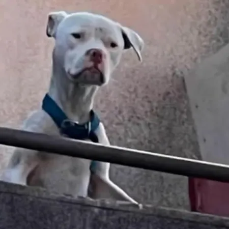 “Agosto”, el perro que sobrevivió al horror: el hallazgo en la casa de Claudio Barrelier