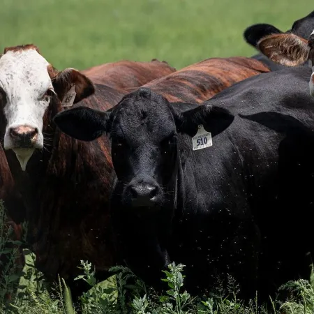 El gusano barrenador llega a Texas y México cierra la frontera ganadera