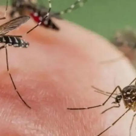 Día Mundial del Dengue: por qué preocupa a los especialistas y complica su control