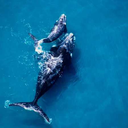El viaje secreto de una ballena y su cría que recorrieron más de 13 mil kilómetros