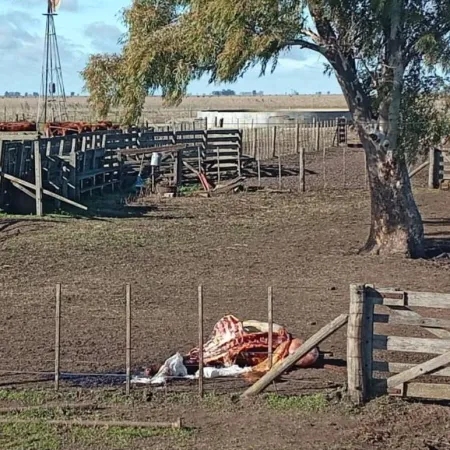 "Nos vigilan para robarnos”: bronca en Olavarría tras un brutal abigeato