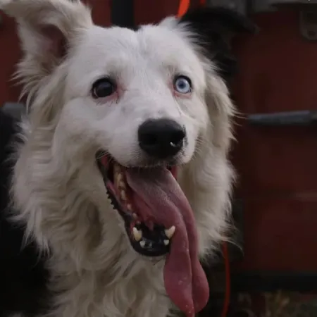 Tsunami, el perro rescatista que encontró con vida a un hombre en Caracas
