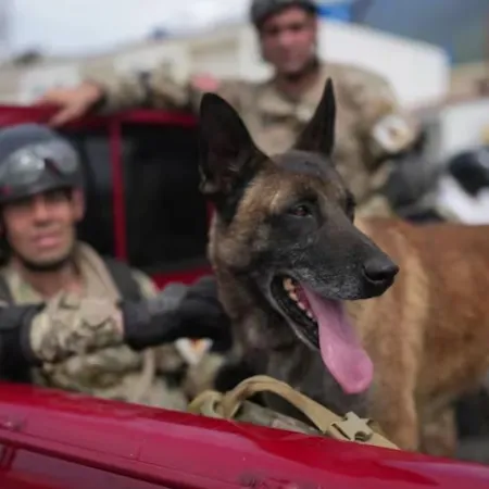 Bart, el perro argentino que ayudó a encontrar con vida a dos menores en Venezuela