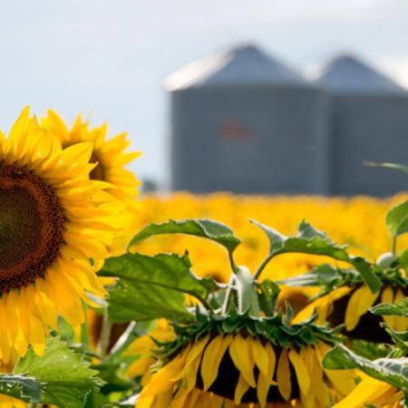 ASAGIR y USDA: los detalles del informe que mejora las proyecciones del girasol argentino